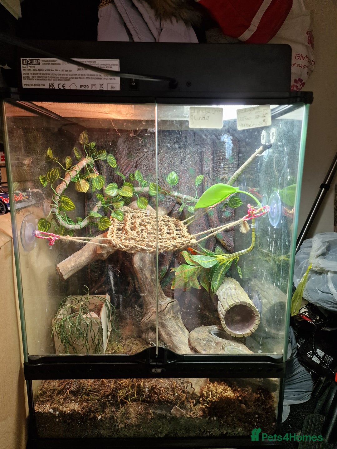 Gecko reptiles for sale: Two crested gecko girls with their terrarium  - Image 2