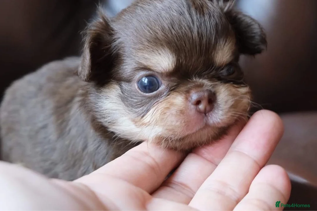 Chihuahua dogs for stud: Thailand imported chihuahua boy stud only in Doncaster - Advert 15