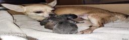 Chihuahua dogs for sale: Chihuahua puppies 2 males and 3 females  - Advert 21