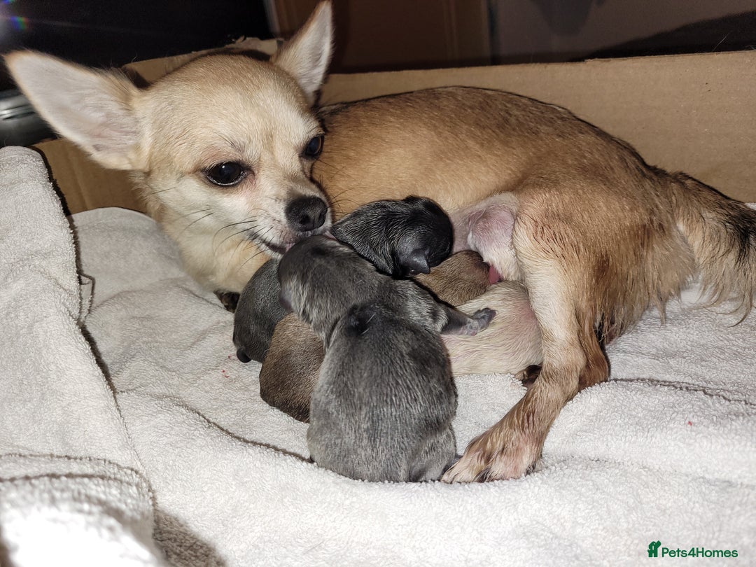 Chihuahua dogs for sale: Chihuahua puppies 2 males and 3 females  - Advert 21
