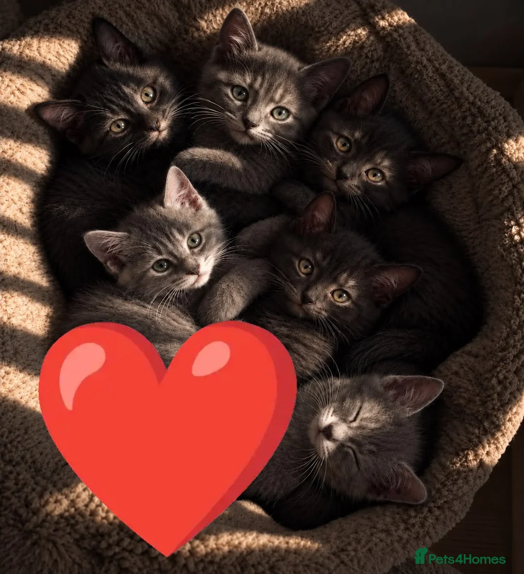 Mixed Breed cats for sale: Transylvania kittens available  in Sheffield - Advert 2