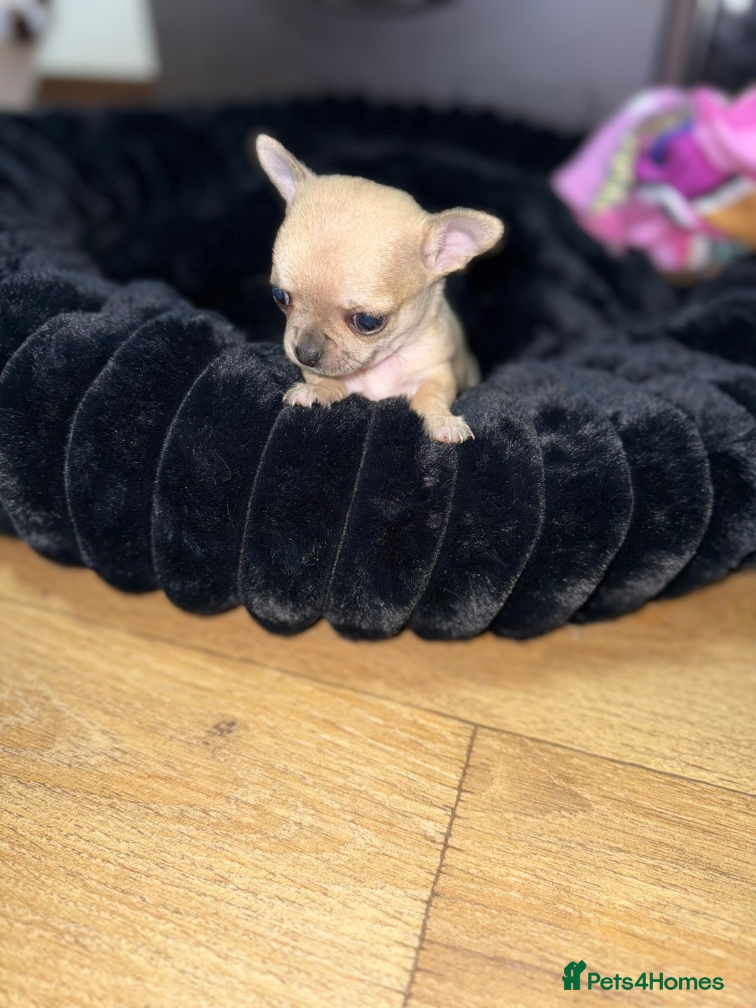 Chihuahua dogs for sale: 🩵 𝓬𝓾𝓭𝓭𝓵𝔂 𝓪𝓷𝓭 𝓹𝓵𝓪𝔂𝓯𝓾𝓵 𝓫𝓸𝔂𝓼🩵 - Image 5