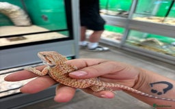 Bearded Dragon reptiles for sale: Bearded dragon and set up! - Image 4