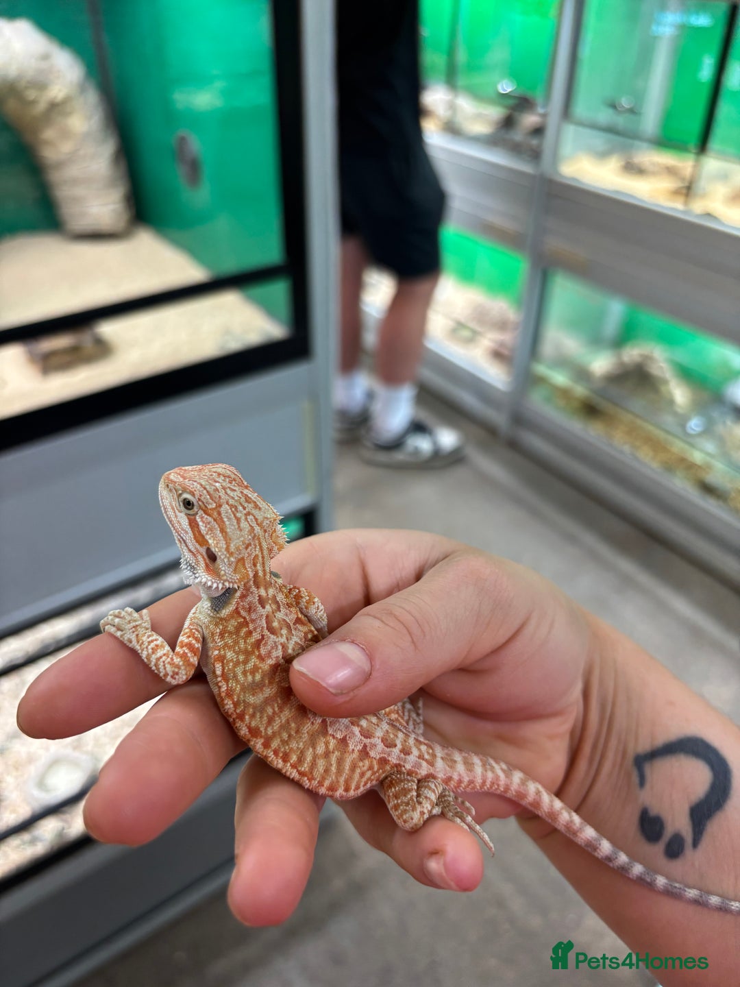 Bearded Dragon reptiles for sale: Bearded dragon and set up! - Image 4