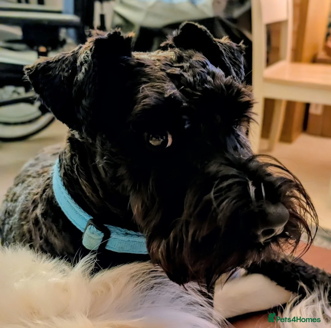 Miniature Schnauzer dogs for stud: For Stud - KC Registered Miniature Schnauzer in Lytham Saint Annes - Advert 6