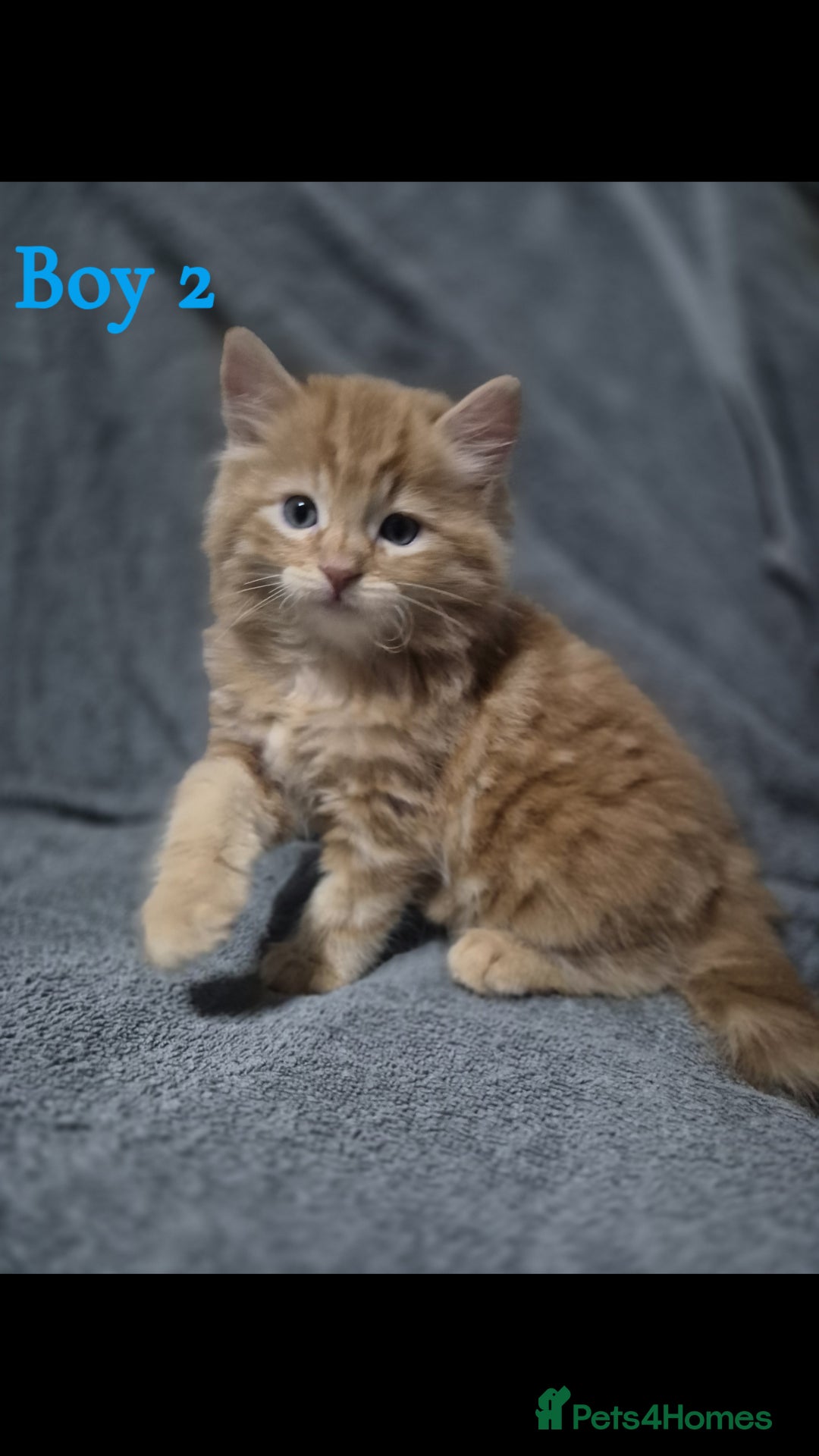 British Longhair cats for sale: Long haired kittens - Image 10