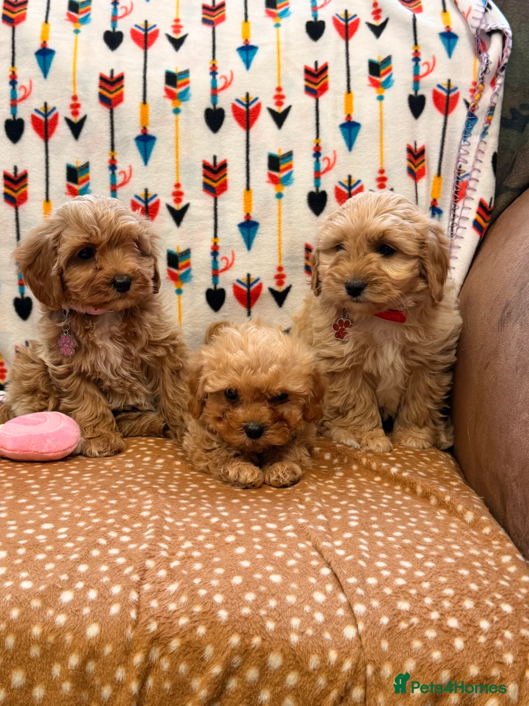 Cavachon dogs for sale: Teddy bears Puppy’s  - Advert 2