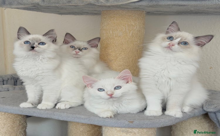 Ragdoll cats - Advert 2