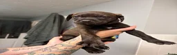 Mixed Breed dogs for sale: Mastiff x Rottweiler pups for sale - Advert 2