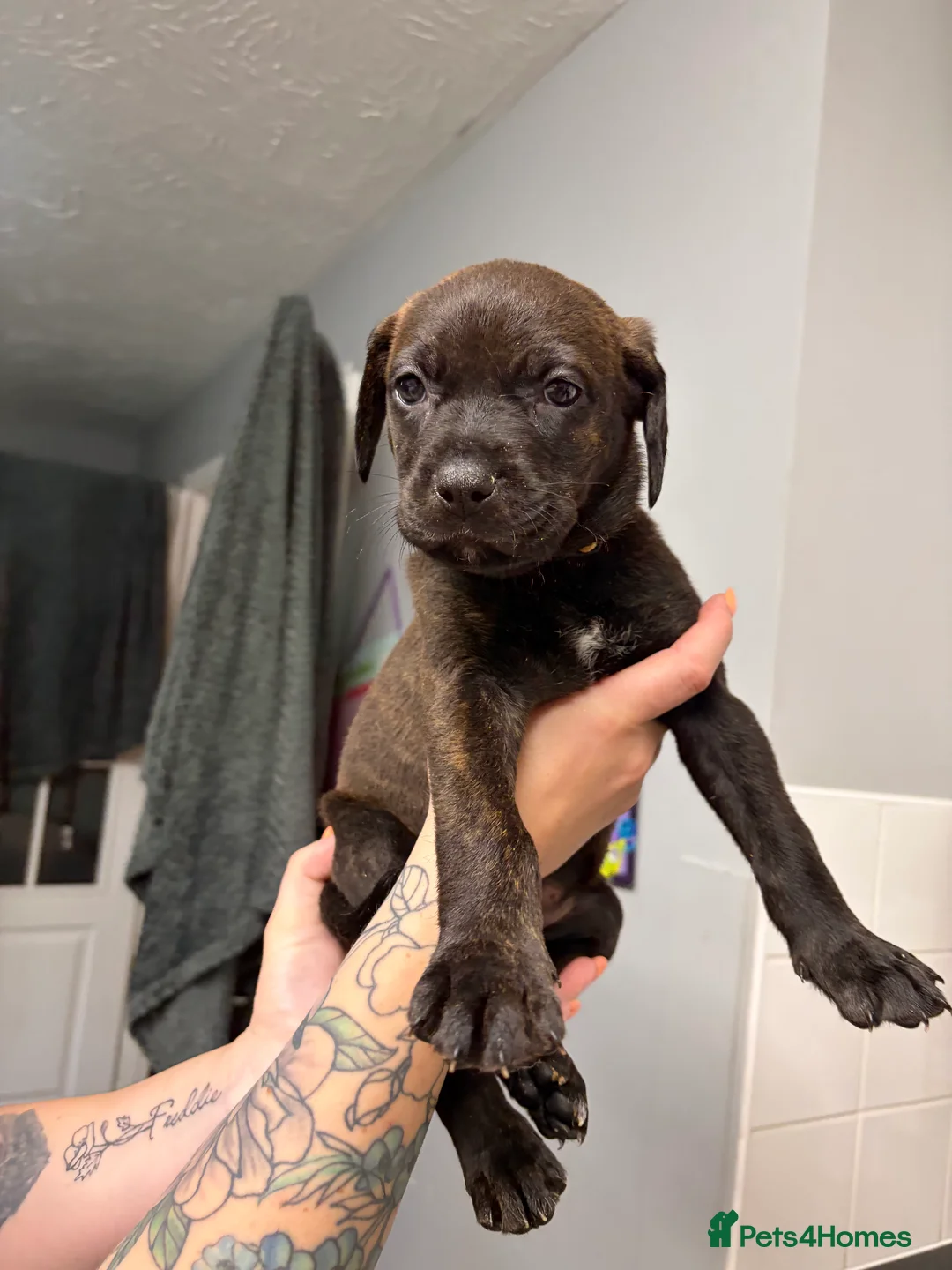 Mixed Breed dogs for sale: Mastiff x Rottweiler pups for sale - Advert 2