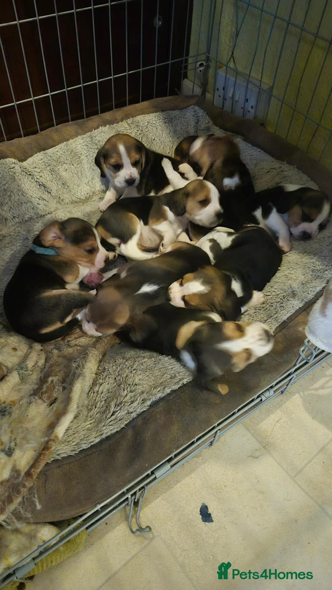Beagle dogs for sale: Beagles - Advert 2