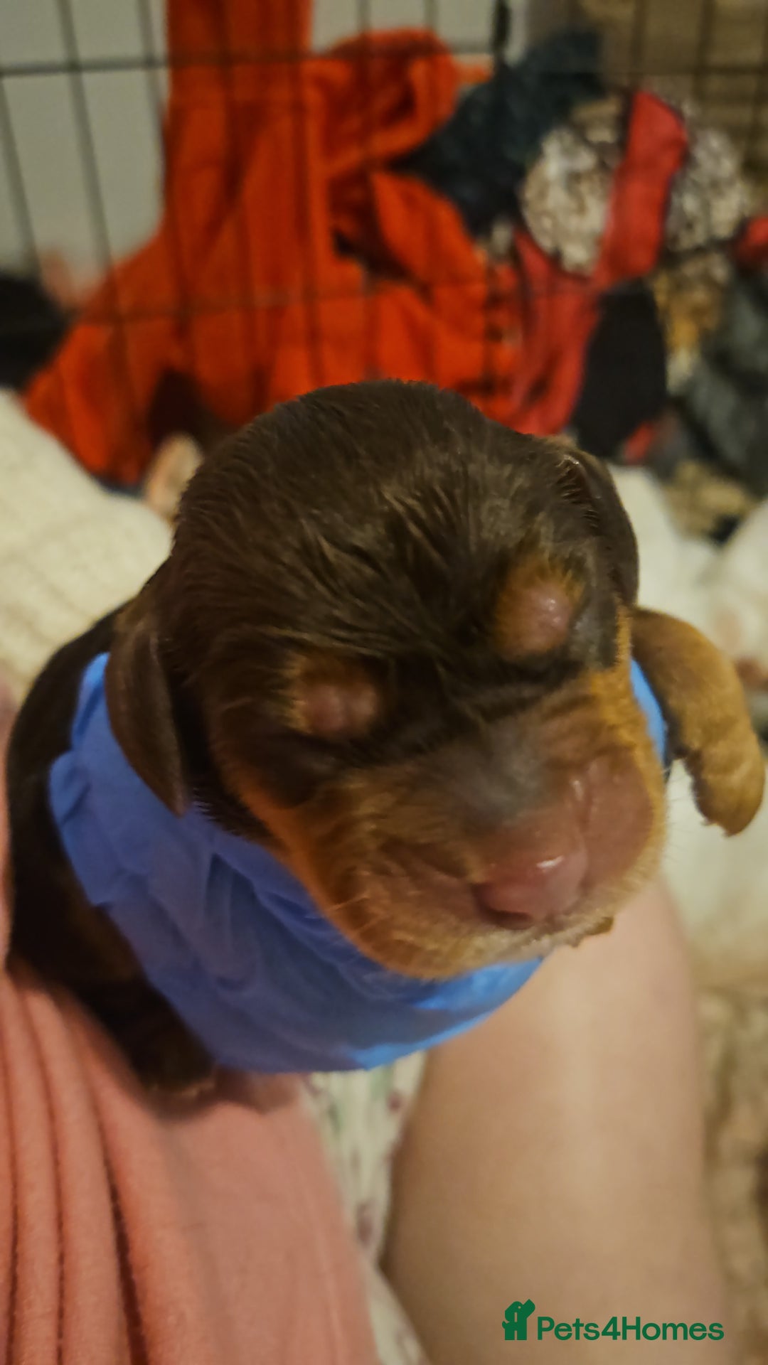 Cocker Spaniel dogs for sale: 6 beautiful cocker spaniels  - Image 3
