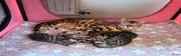 Bengal cats for sale: Beautiful TICA brown and silver Bengal kittens  - Advert 3