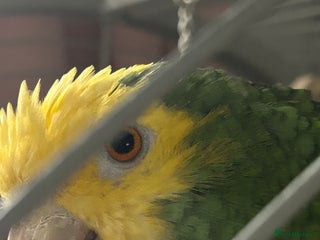 Parrots birds - Advert 2