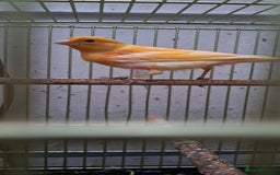 Canaries birds for sale: Canaries  - Image 2