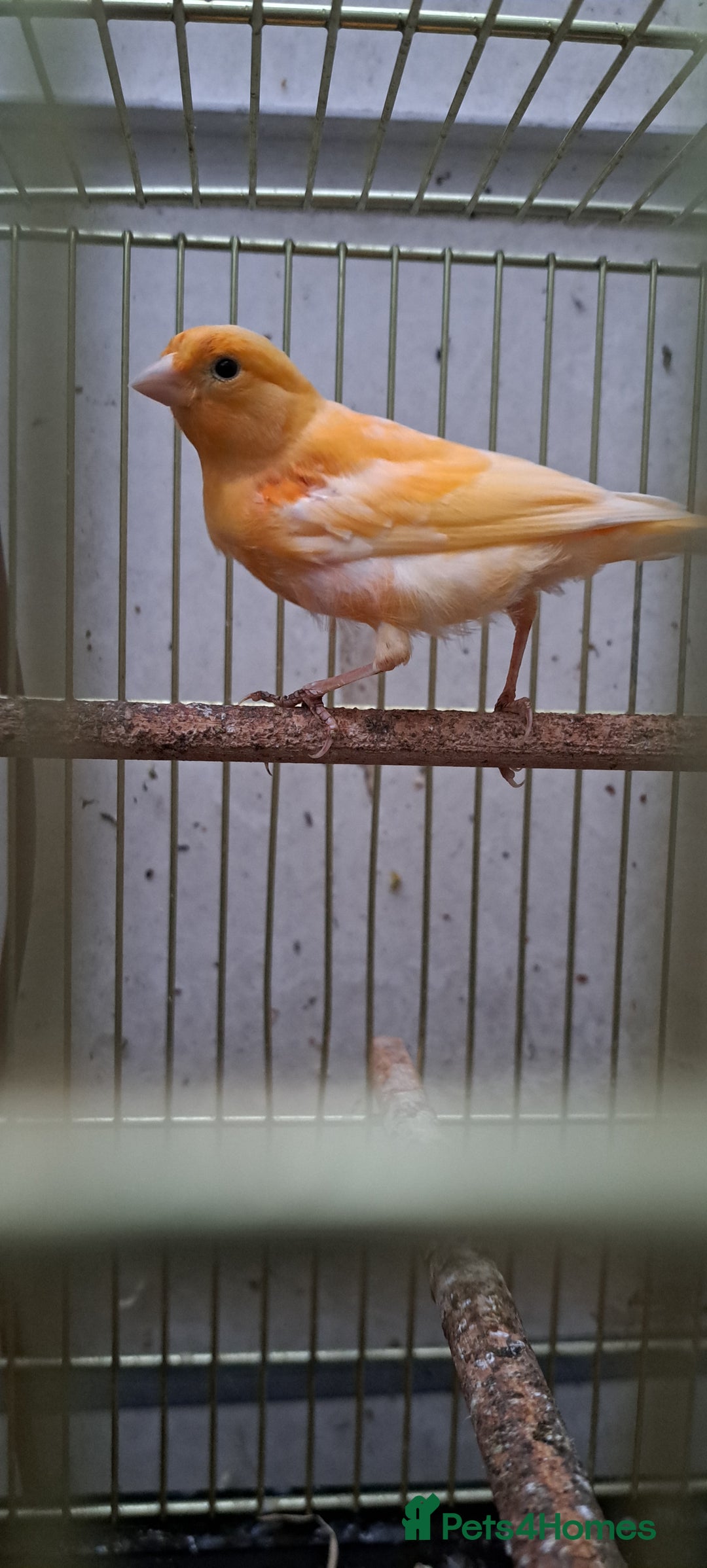 Canaries birds for sale: Canaries  - Image 2