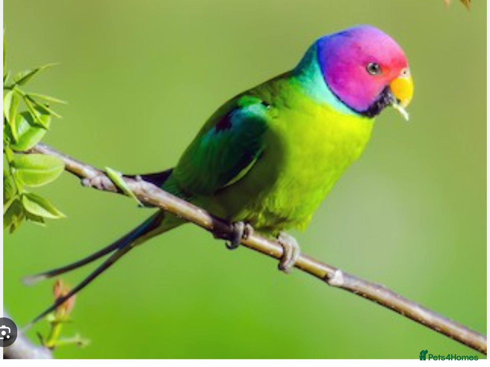 Parakeets birds MALE Plum head parakeet WANTED - Advert 9