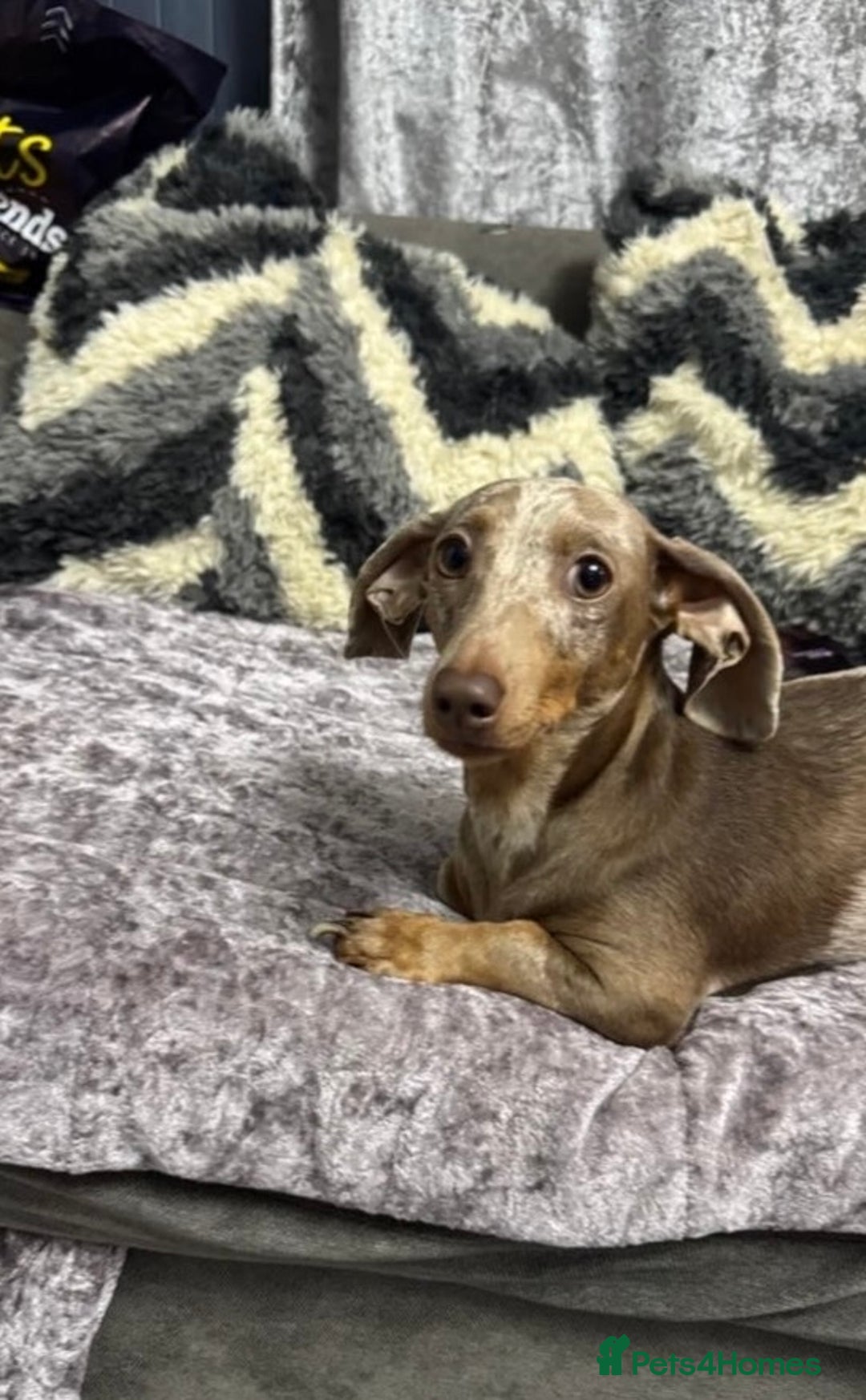 Miniature Dachshund dogs for sale: Miniature dachshund - Advert 3