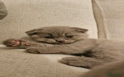 Scottish Fold cats for sale: 🐱British Shorthair x Scottish Fold Kittens🐱 - Advert 19