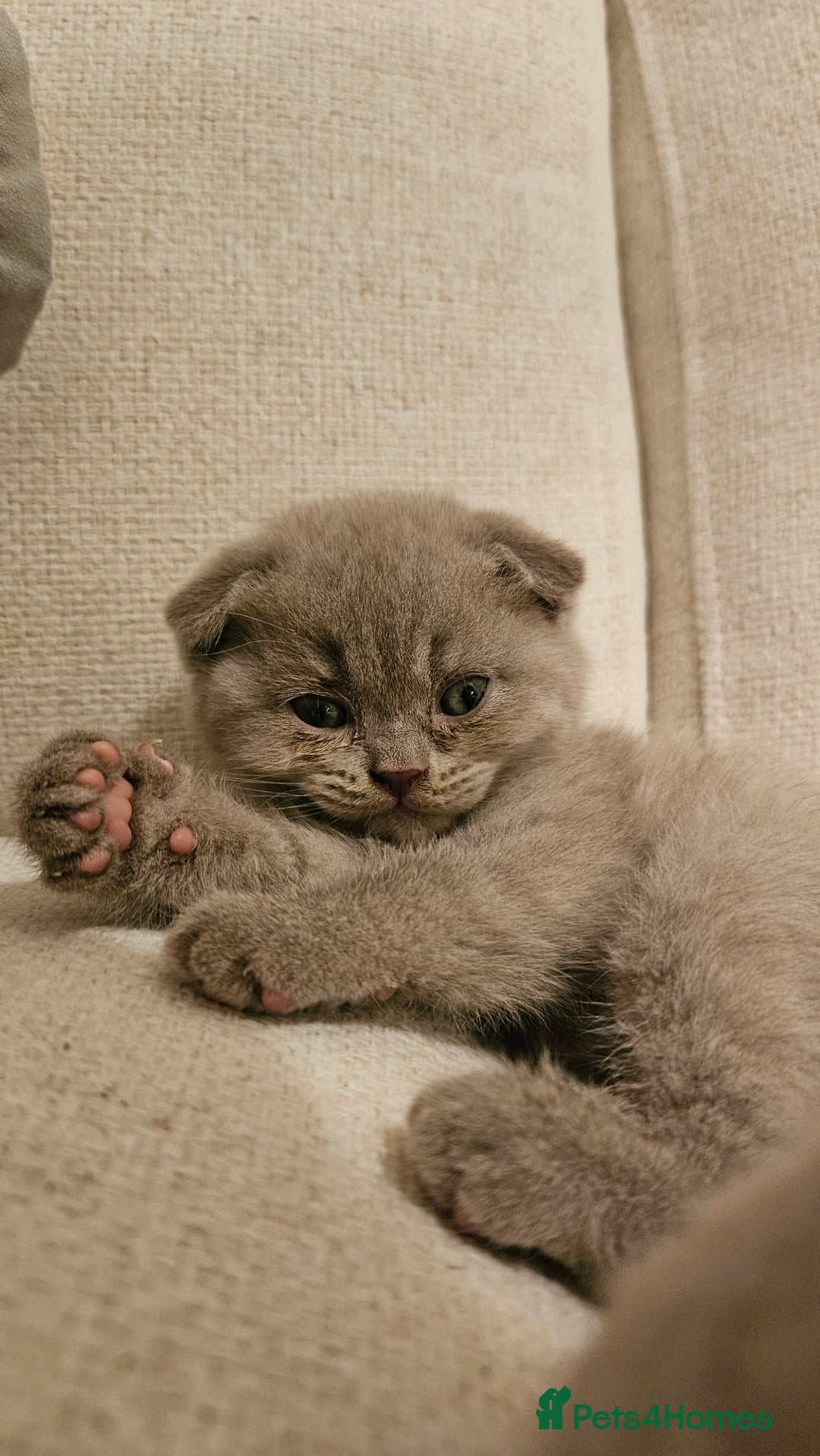 Scottish Fold cats for sale: 🐱British Shorthair x Scottish Fold Kittens🐱 - Advert 19