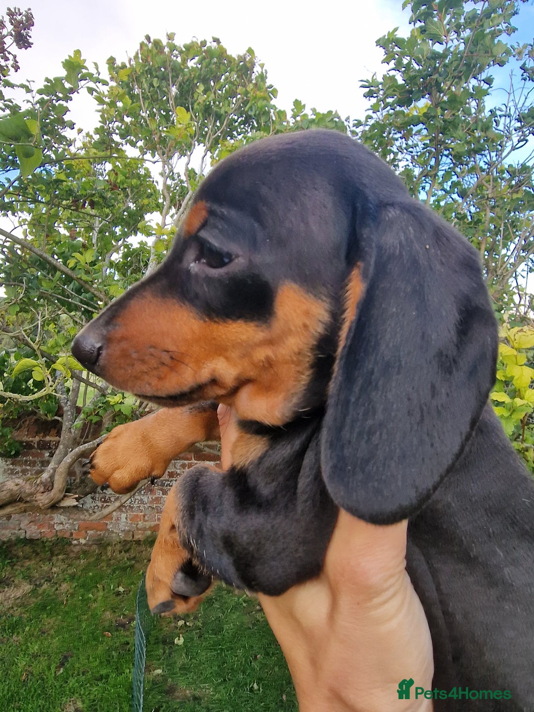 Dachshund dogs for sale: Standard Dachshund Show-quality Puppies - Image 14
