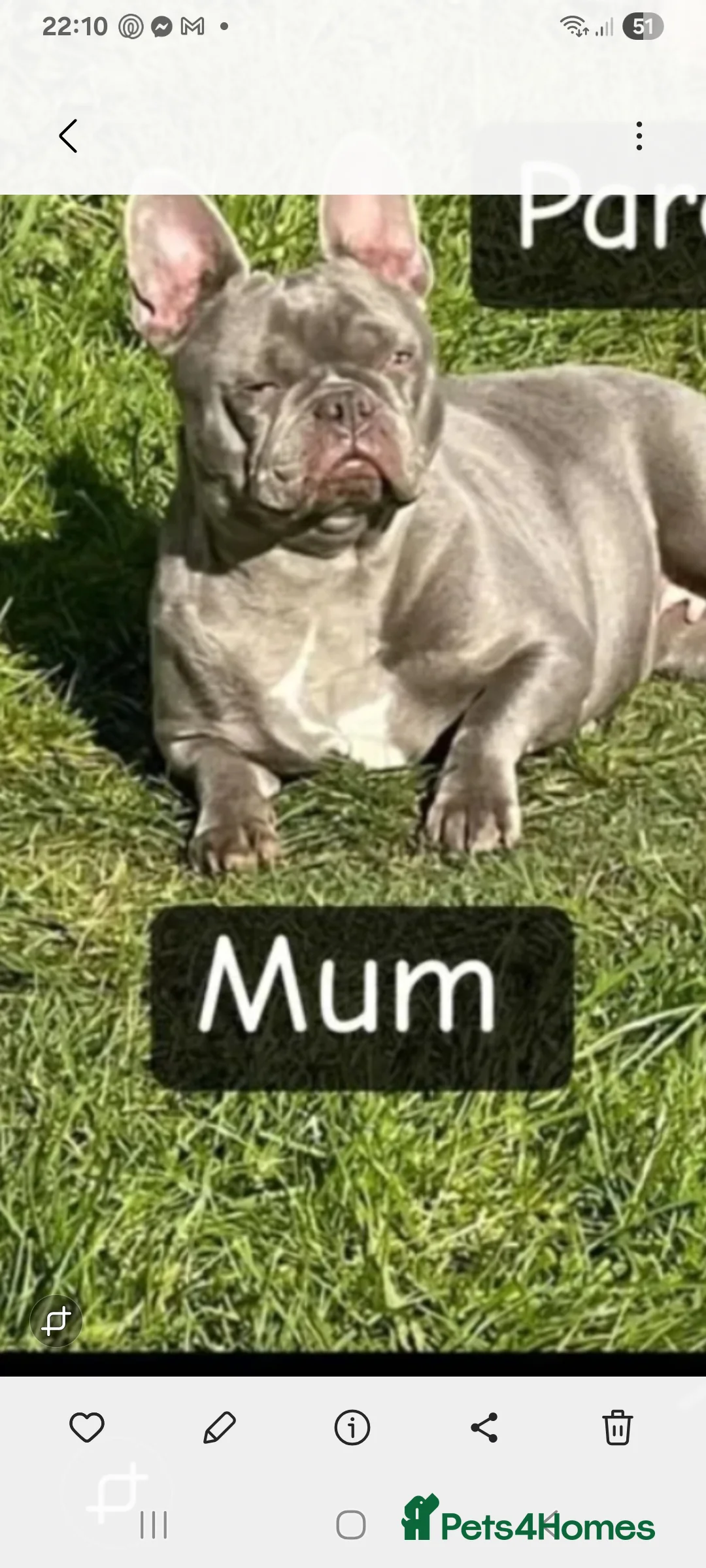French Bulldog dogs for sale: Beautiful blue and tan frenchie bitch - Advert 6