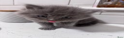 Ragdoll cats for sale: Ragdoll X British Blue beauties - Advert 9
