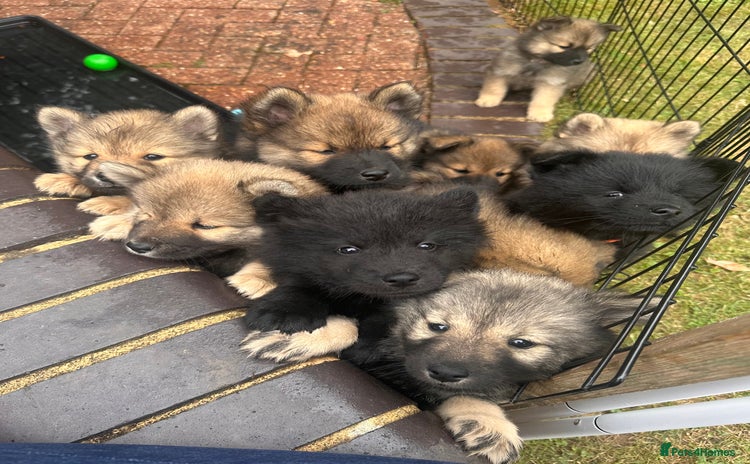 Eurasier dogs - Advert 1