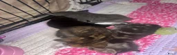 Mixed Breed cats for sale: 8 beautiful kittens  in Retford - Advert 11