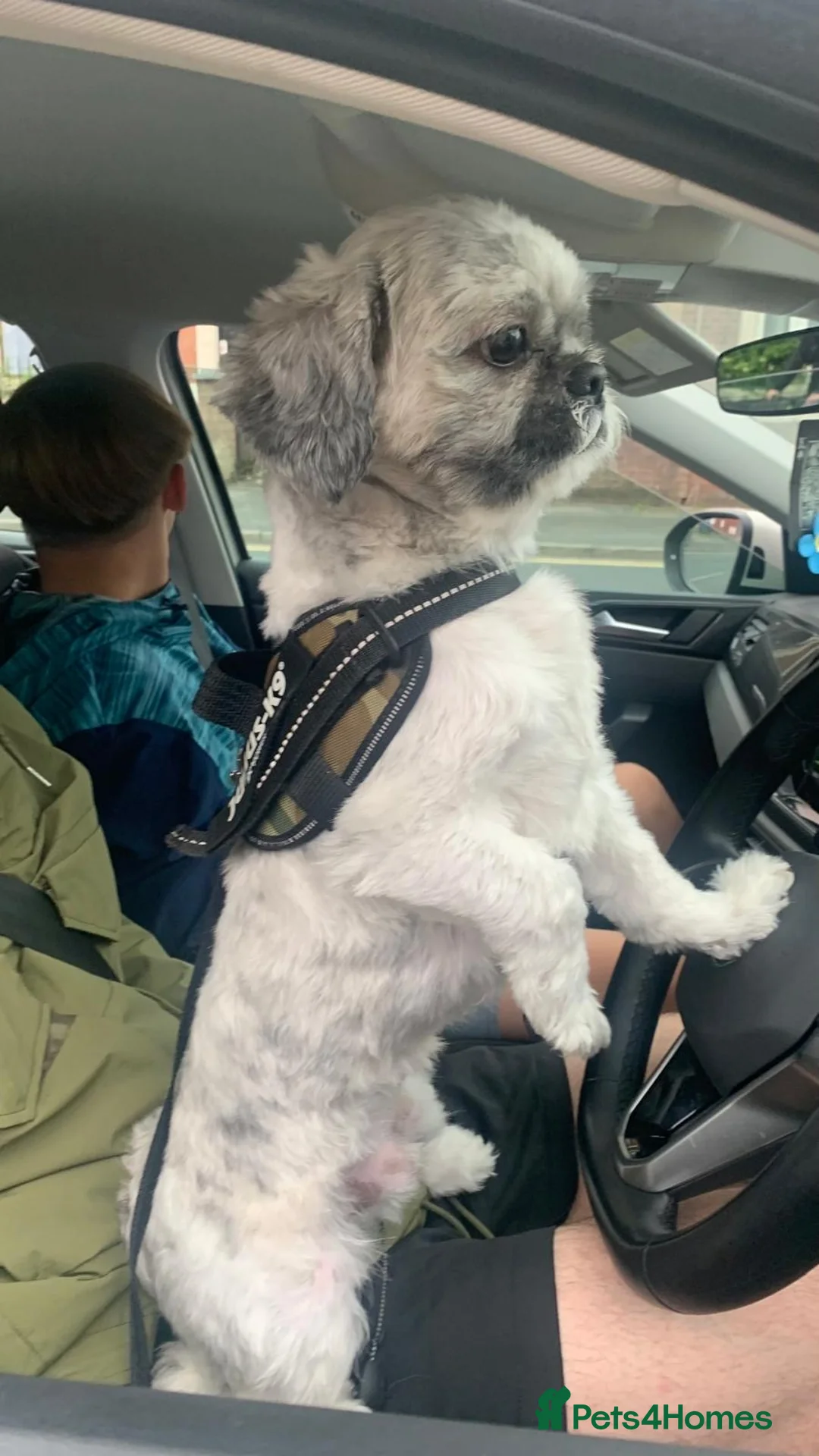 Shih Tzu dogs for stud: Shih tzu (Walter) - Advert 1
