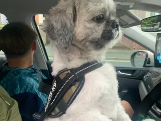 Shih Tzu dogs Shih tzu (Walter) - Advert 3