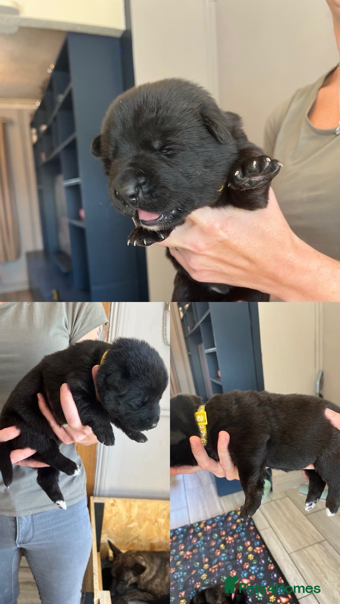 German Shepherd dogs beautiful shepkita puppies  - Advert 4