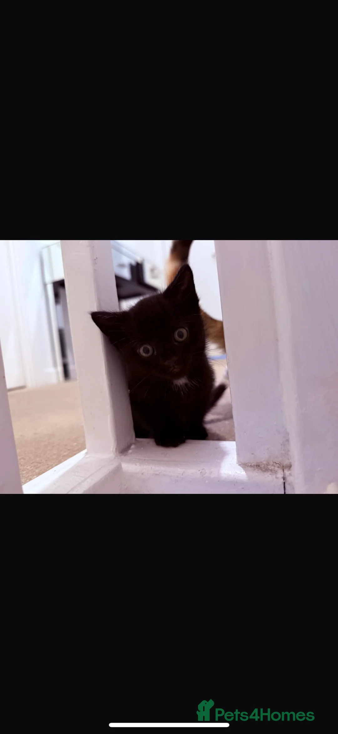 British Shorthair cats for sale: Last Male kitten left  - Advert 3