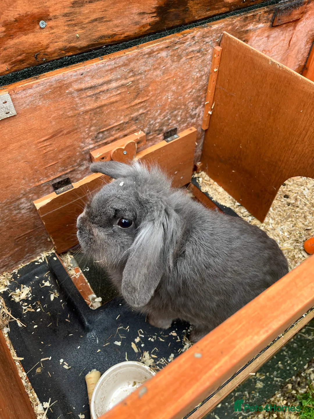 Mini Lop rabbits for sale: Two lovely mini lop rabbits. in Stevenage - Advert 4