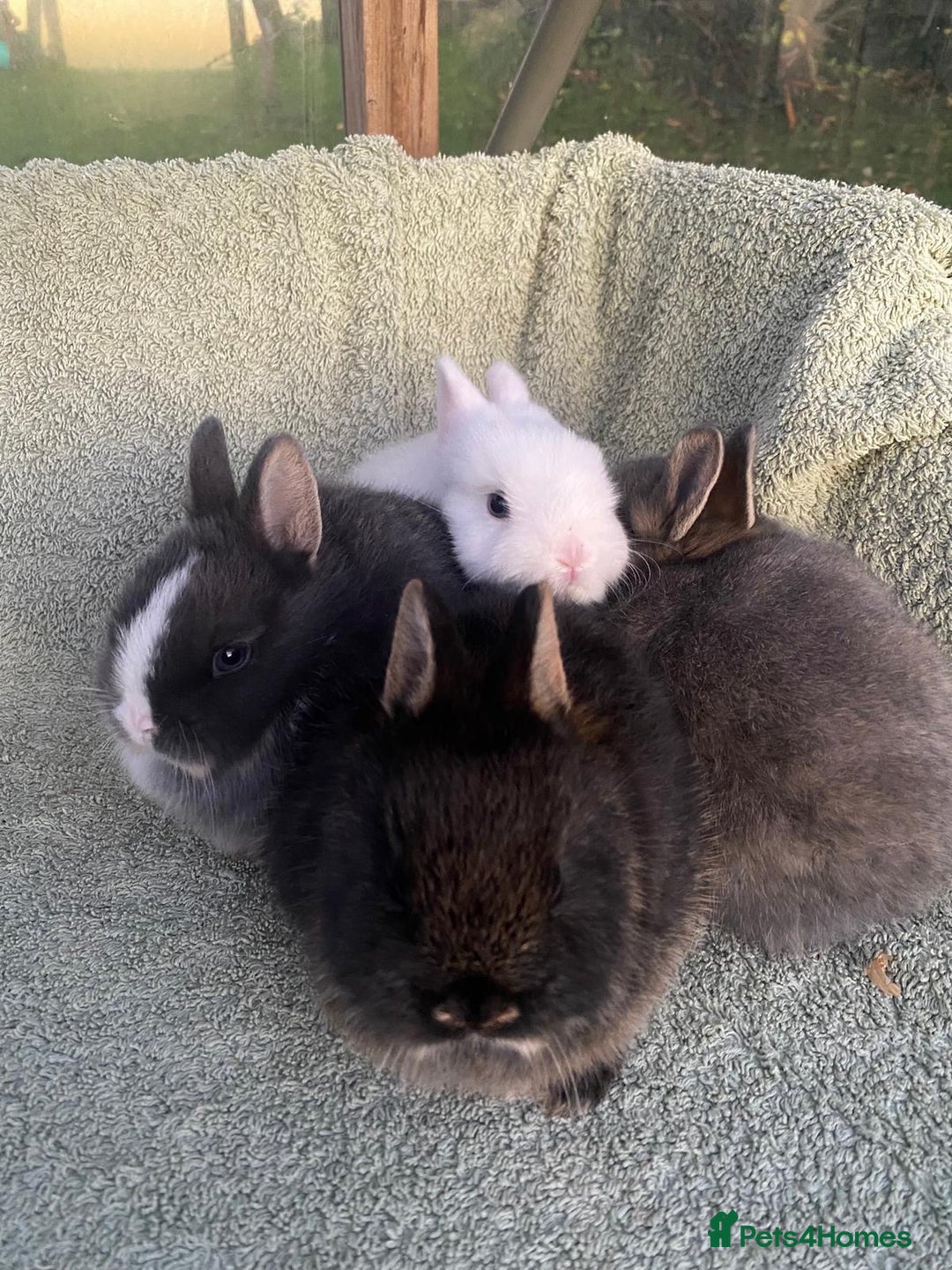 Netherland Dwarf rabbits for sale: 4 x Netherland Dwarf rabbits for sale - Advert 6