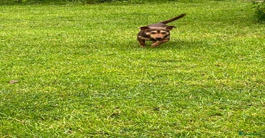 Jack Russell dogs in Herne Bay - Advert 16