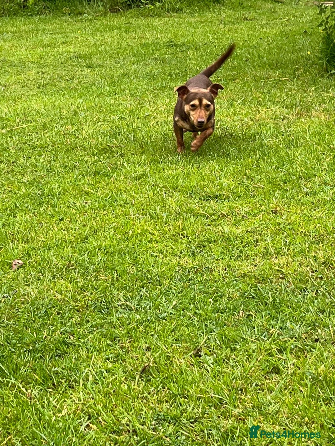 Jack Russell dogs for stud: Chocolate and tan short legged stud in Herne Bay - Advert 2