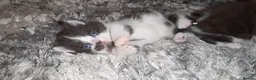 Munchkin cats for sale: Munchkin kittens - Advert 30