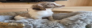 Grey and White Merle Male 