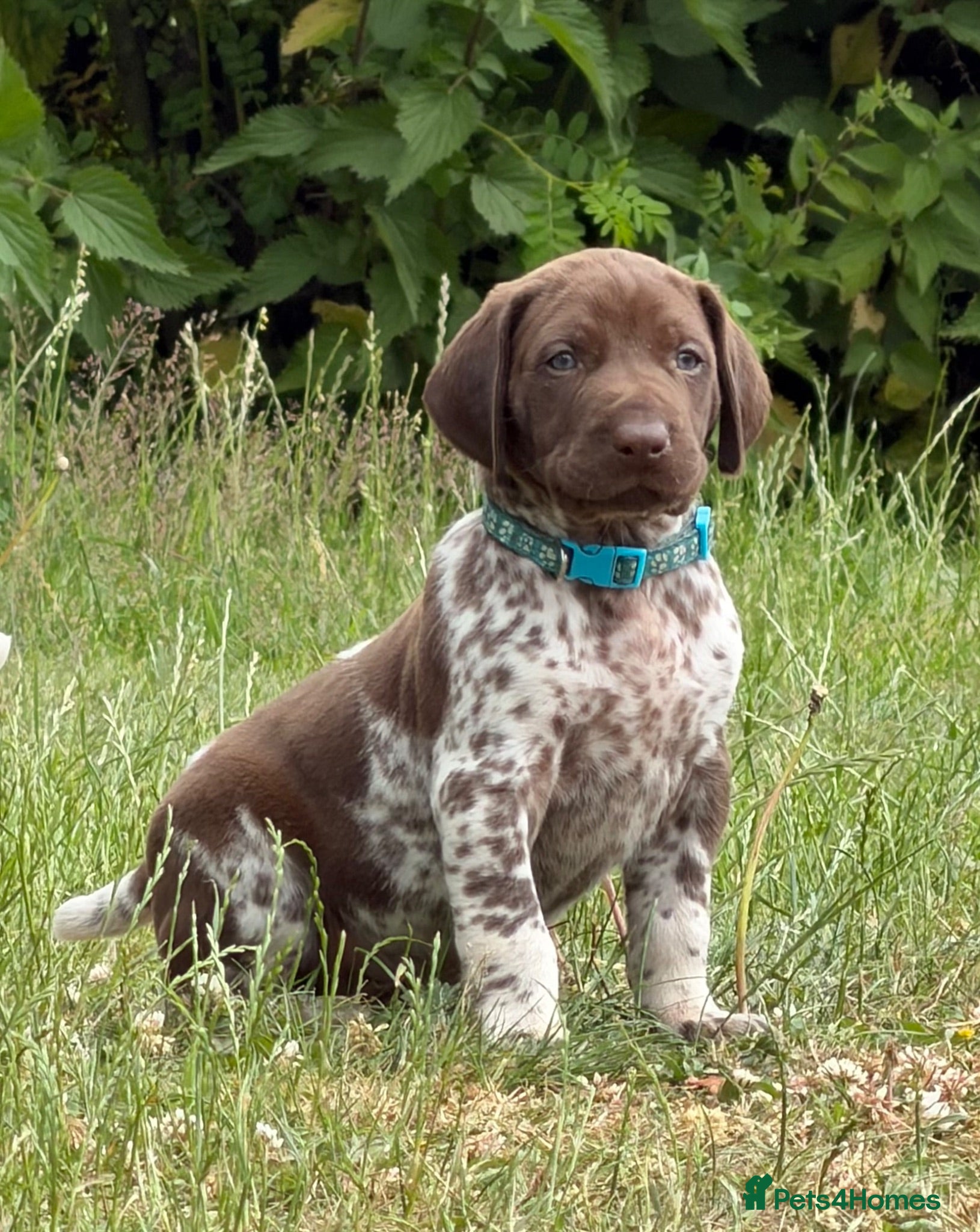German Shorthaired Pointer dogs KC Registered German Shorthaired Pointer Puppies - Advert 2