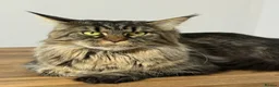Maine Coon cats for sale: 🤩Sweet Lion Brown Torbie & White Tabby Maine Coon - Advert 6