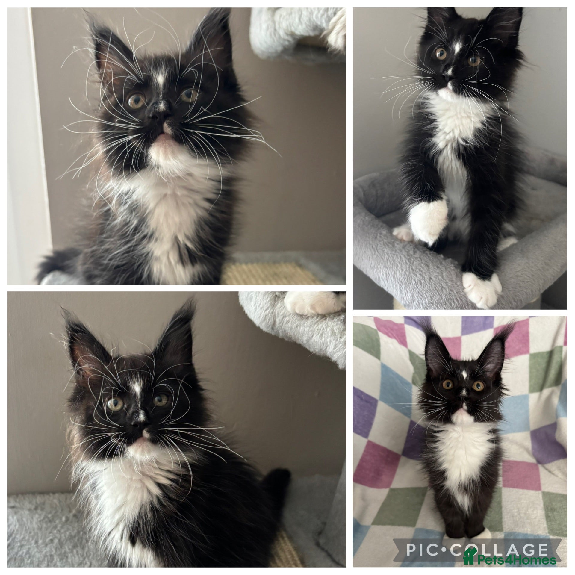 Maine Coon cats STUNNING TICA REG DNA HEALTH TESTED KITTENS  - Advert 1