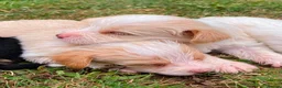 Biewer Terrier dogs for stud: Gold dust biewer for stud (health tested) - Advert 4