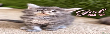 Maine Coon 2