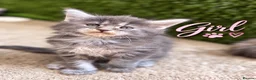 Maine Coon cats for sale: Beautiful Baby Maine Coon Kittens - Advert 5