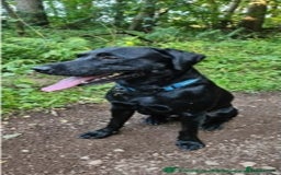 Borador dogs for sale: Borador puppies - Image 6