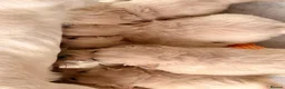Golden Retriever dogs for sale: Kc registered Fully health tested parents  - Advert 5