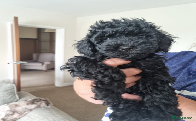 Cockapoo dogs - Advert 12