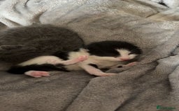 Mixed Breed cats for sale: Beautiful kittens 5* homes only  - Image 8