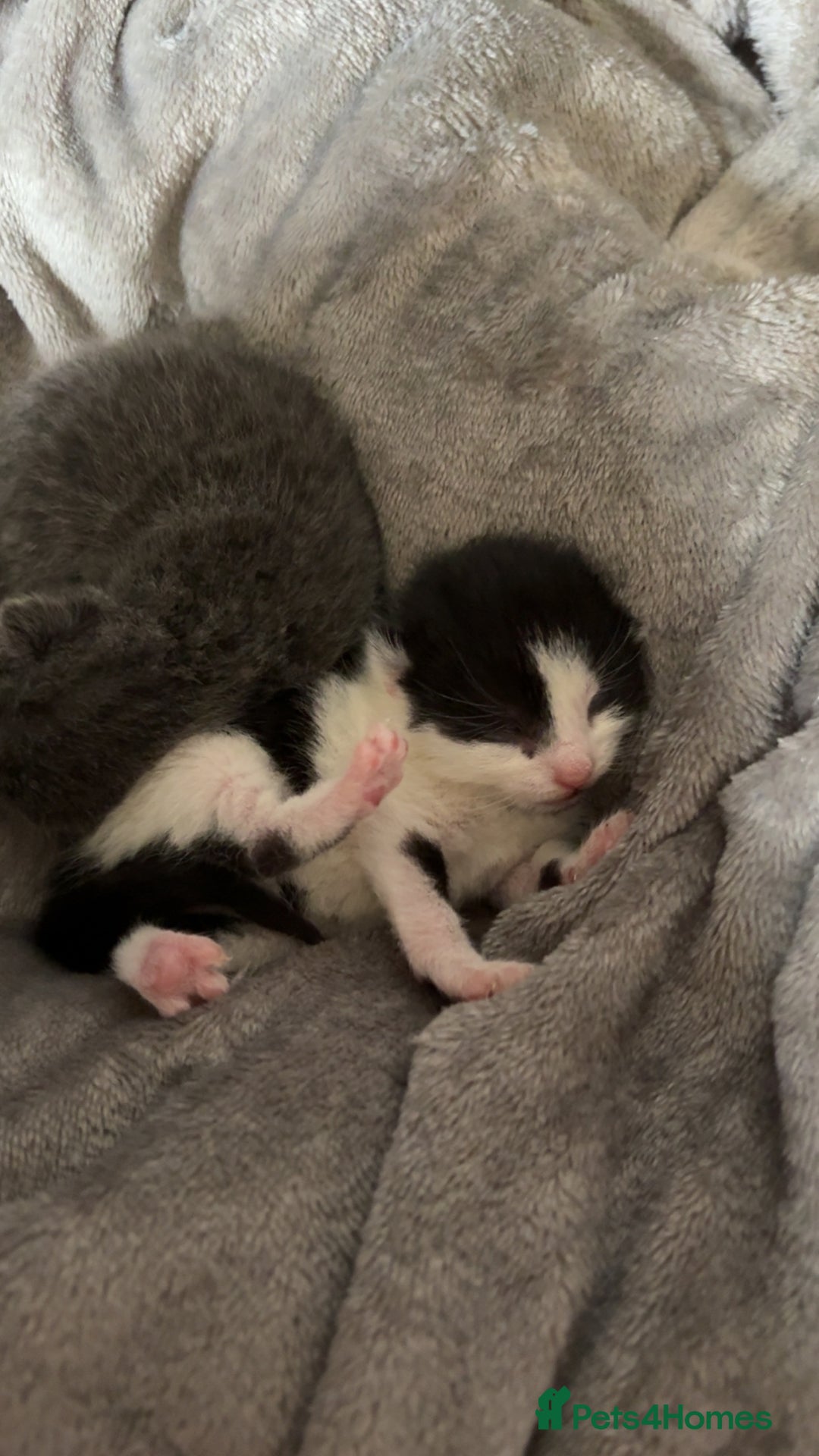 Mixed Breed cats for sale: Beautiful kittens 5* homes only  - Image 8